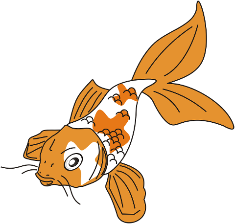 goldenfish-koi-fish-carp-fins-8182246