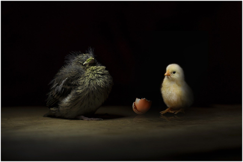 fantasy-baby-bird-chicks-eggshell-4816315