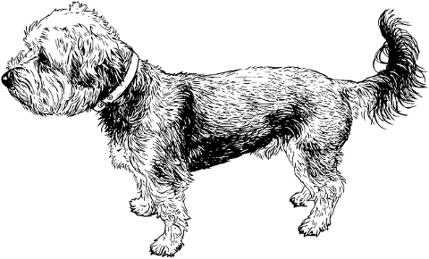 dog-puppy-animal-pet-cute-canine-10065001