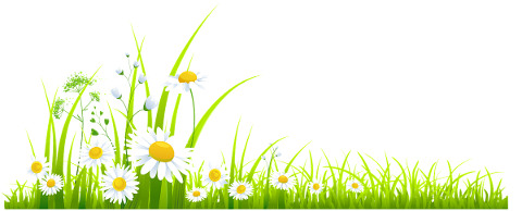 daisies-flowers-meadow-grass-5836761