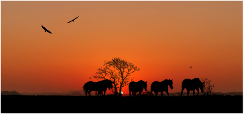 sunset-animals-horses-wild-nature-4784555