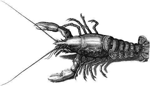 lobster-animal-line-art-crustacean-4766983