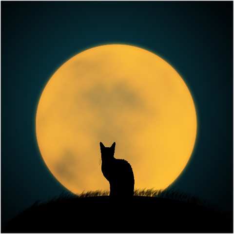 cat-black-cat-full-moon-halloween-4433319