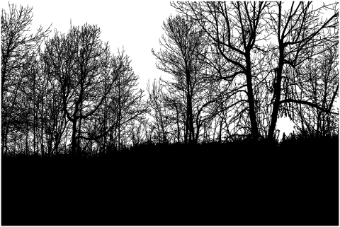 forest-trees-silhouette-branches-5188597