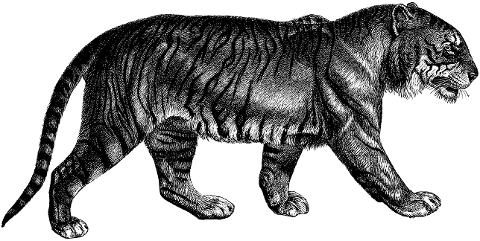 tiger-big-cat-line-art-feline-7525979