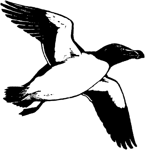 razorbill-auk-bird-animal-flying-4962563