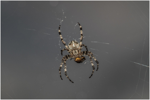 spider-crusader-garden-arachnophobia-4888266