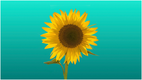 sunflower-flower-bloom-plant-5170634