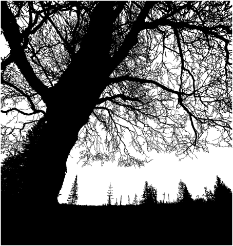 forest-trees-silhouette-branches-5164412