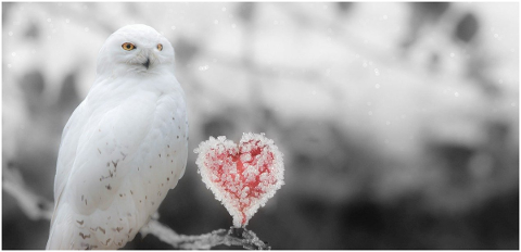 fantasy-snowy-owl-heart-frost-4890381