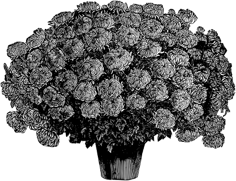 chrysanthemum-flower-sketch-7290236