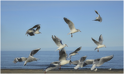 gulls-birds-sea-birds-waterfowl-4927764