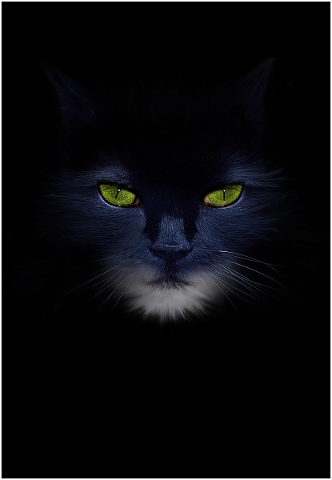 animal-cat-pet-portrait-4691535