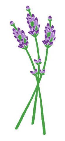 lavender-flowers-provence-fragrance-5146072