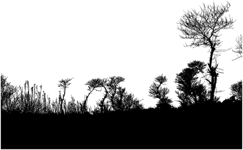forest-trees-silhouette-branches-5134782