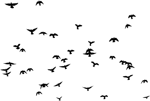 birds-flying-silhouette-flock-5756735