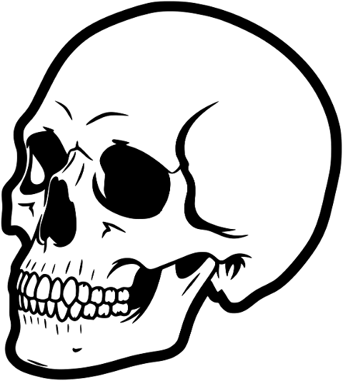 skull-human-anatomy-bone-skeleton-10013873