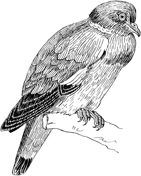 bird-dove-ornithology-cutout-8034416