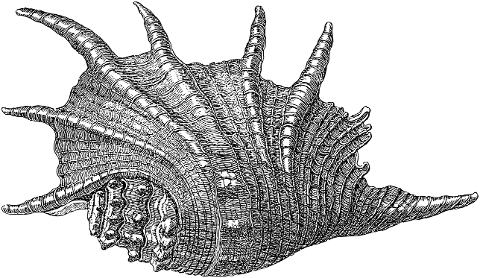sea-shells-shells-line-art-mollusk-7344774