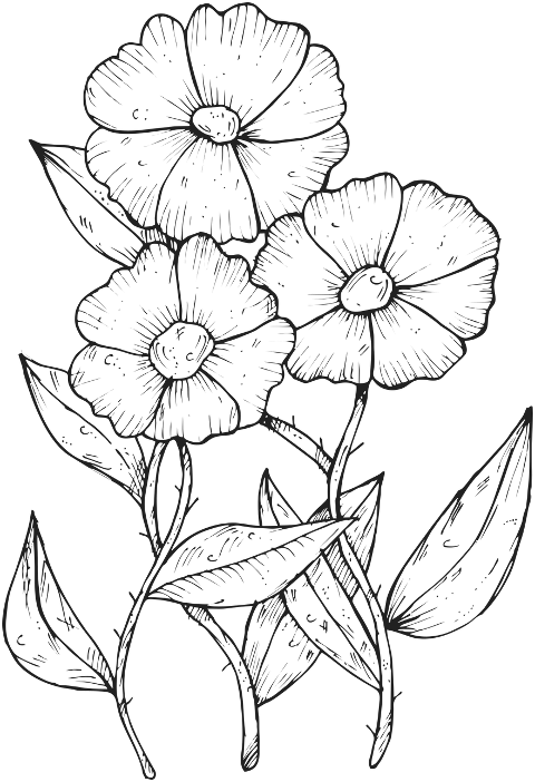 flower-drawing-plant-design-6910142
