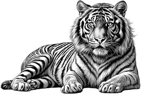 tiger-animal-feline-big-cat-mammal-9522353
