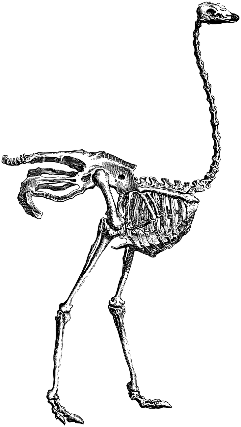 ostrich-bird-skeleton-line-art-7156387