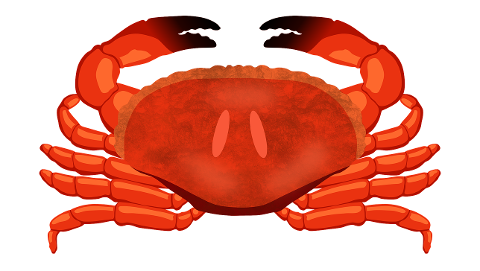 crustacean-crab-sea-seafood-7334872