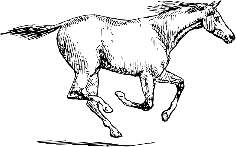horse-animal-gallop-running-race-6201977