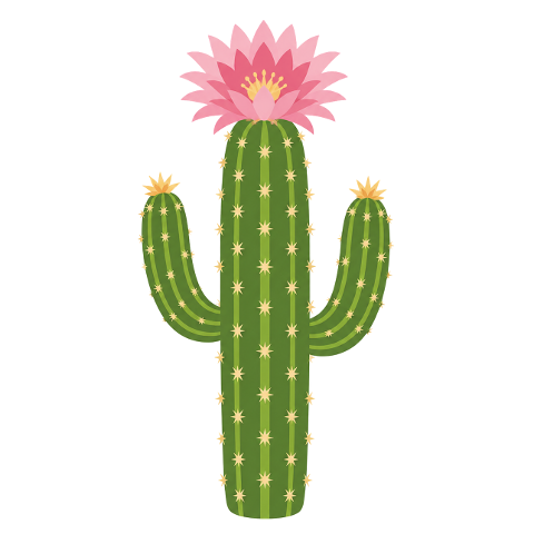 cactus-flower-pink-curves-spines-10375505