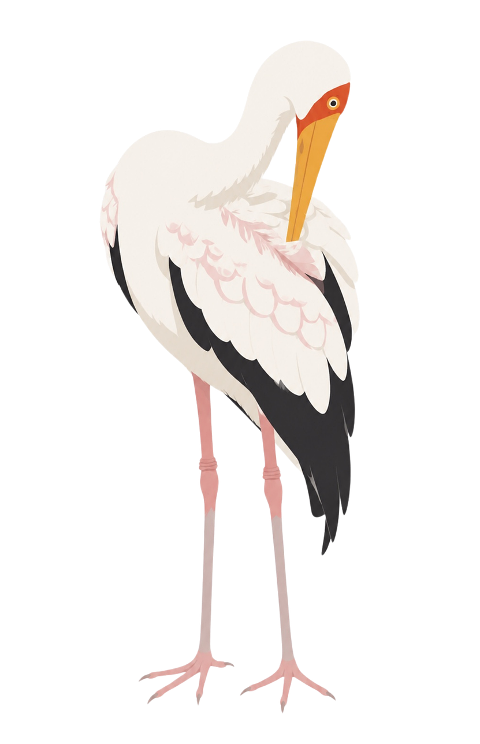 stork-white-stork-long-beak-10465946