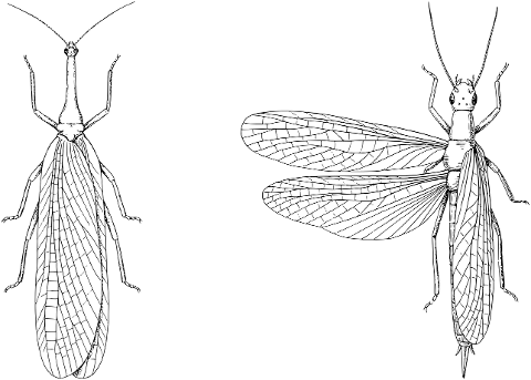 insects-bugs-animals-line-art-7305437