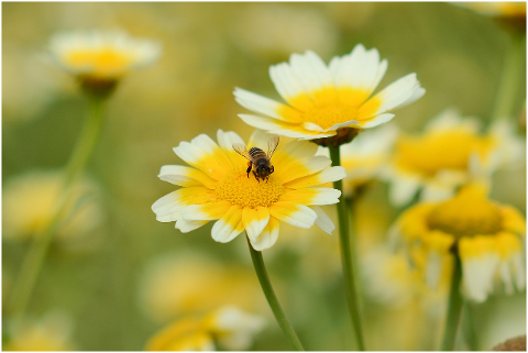 flowers-bee-insect-pollinate-6020369