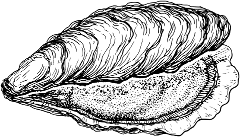 oyster-shellfish-animal-line-art-8057141