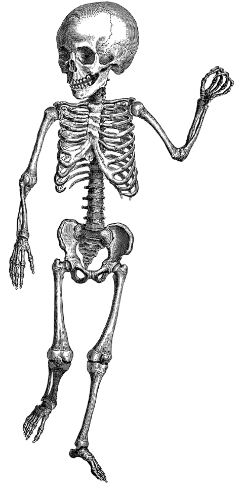human-bones-skeleton-fingers-7156367