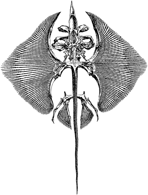 manta-ray-skeleton-line-art-animal-7156374