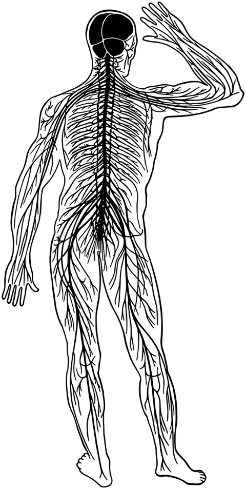 nervous-system-nerves-biology-7485672