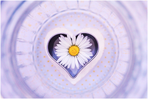 daisy-flower-heart-love-blossom-6304767