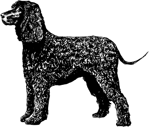 irish-water-spaniel-dog-canine-pet-8027018