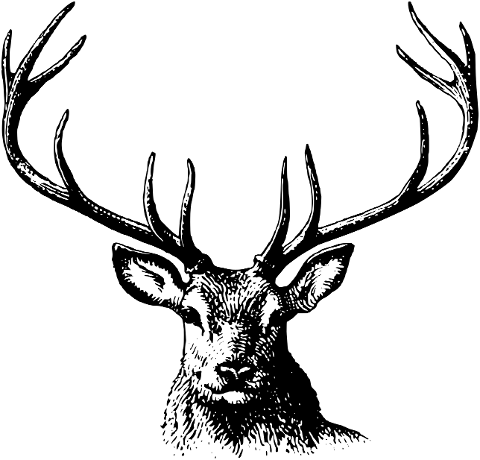 deer-animal-antlers-nature-6739307