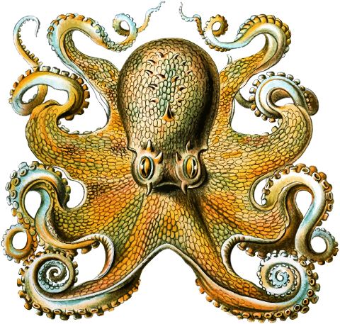 octopus-animal-vintage-underwater-5835161