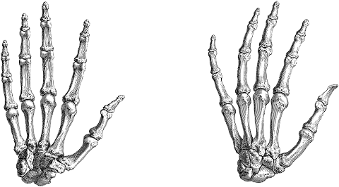 hands-bones-skeleton-fingers-7156364