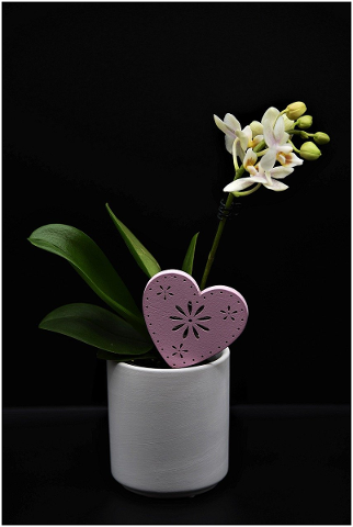 orchid-flower-pot-potted-plant-4848681