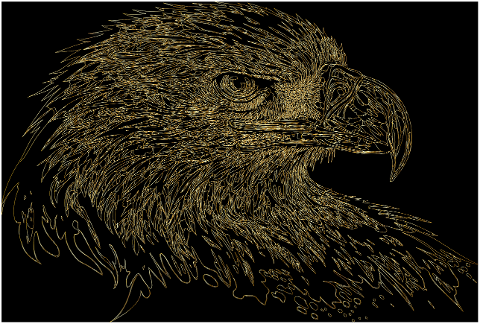 eagle-bird-animal-wildlife-8171669