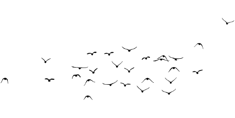 birds-flock-animals-silhouette-7893438