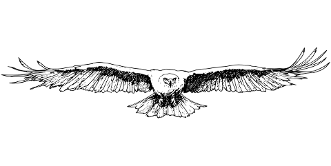 eagle-bird-flight-wings-predator-10028199