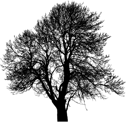 tree-landscape-silhouette-plant-5151226
