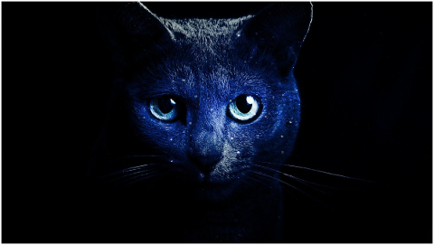 cat-kitten-pet-animal-cute-blue-4708495