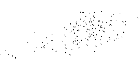 birds-flying-silhouette-flock-5756731