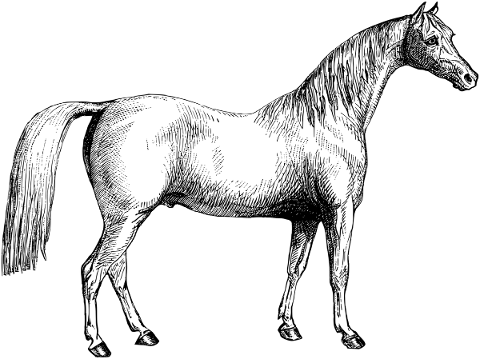 horse-animal-line-art-ride-vehicle-5192705