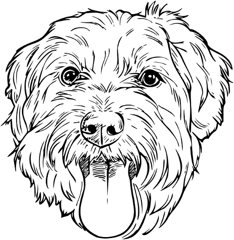 morkie-dog-puppy-happy-pets-10066489